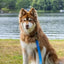 Dockside Adventures Waterproof Dog Leash - Your Pet Connection