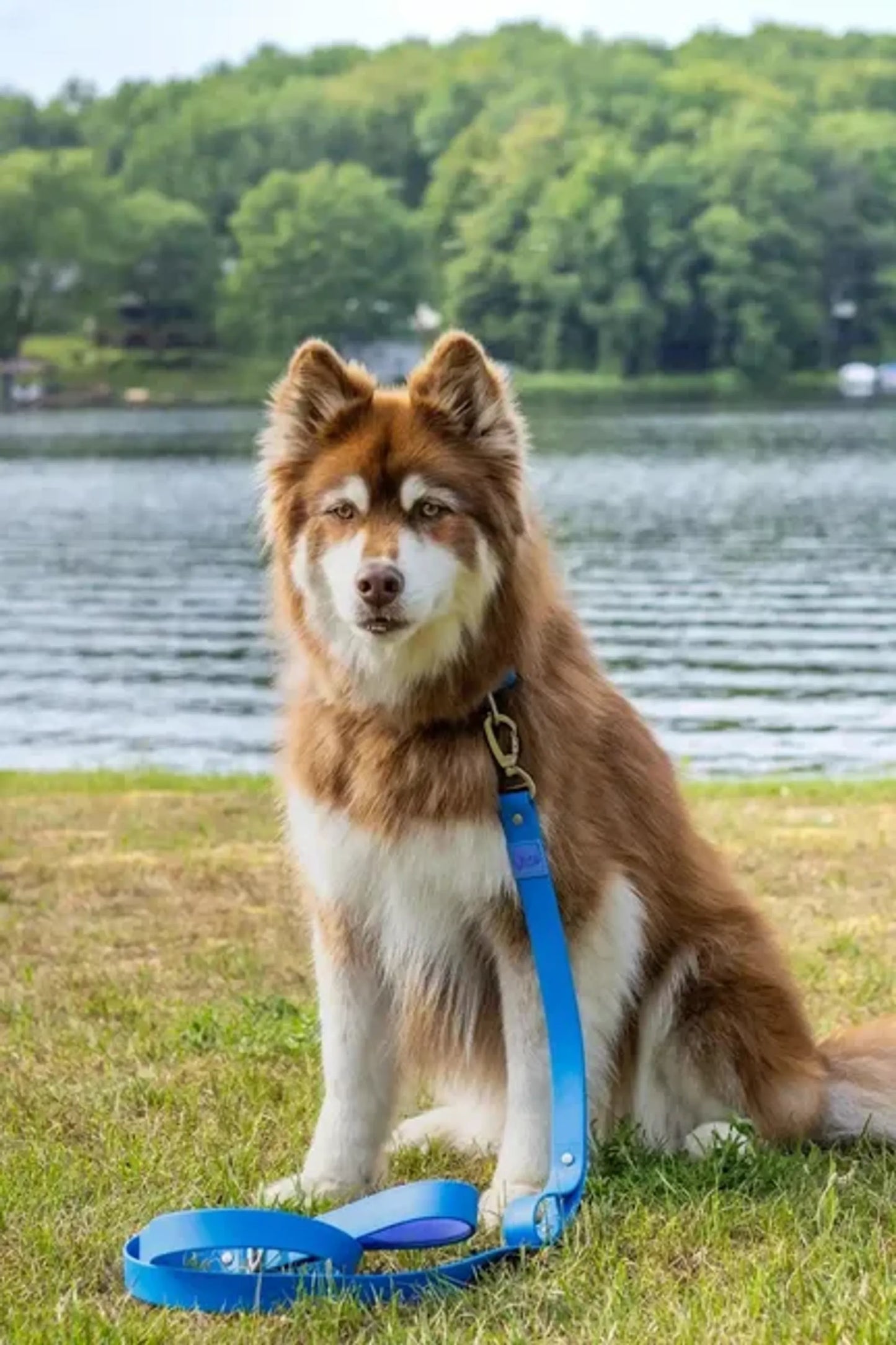 Dockside Adventures Waterproof Dog Leash - Your Pet Connection