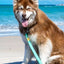 Aria the Fox Island Vibes Dog Leash 5ft
