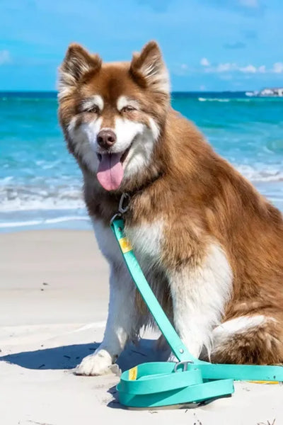 Island Vibes Waterproof Dog Leash - Your Pet Connection