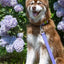 Aria the Fox Lavender Garden Dog Leash 6FT