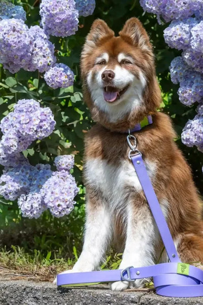 Lavender Garden Waterproof Dog Leash - Your Pet Connection
