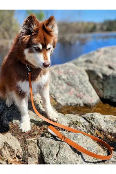 Sierra Sunrise Vegan Leather Dog Leash - Your Pet Connection