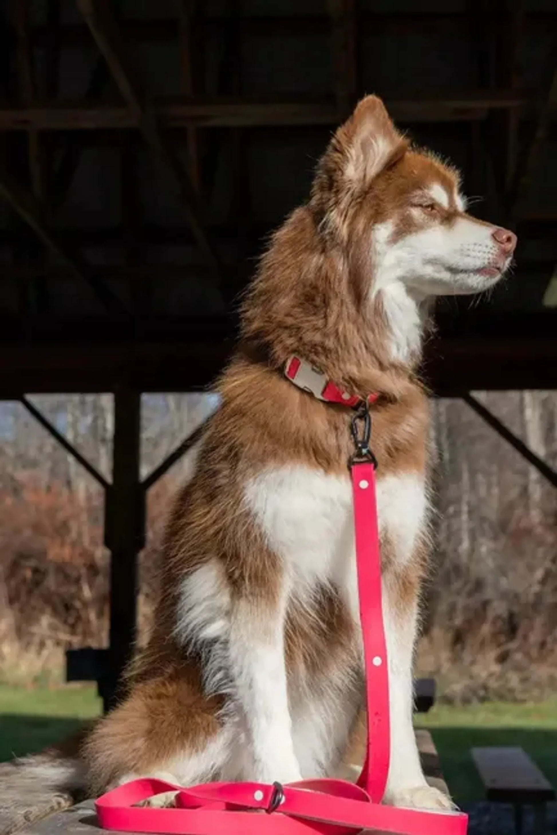 Red Mountain Syrah Waterproof Dog Leash - Your Pet Connection