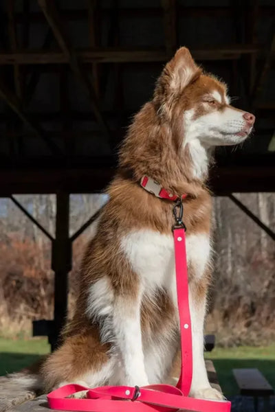 Red Mountain Syrah Waterproof Dog Leash - Your Pet Connection