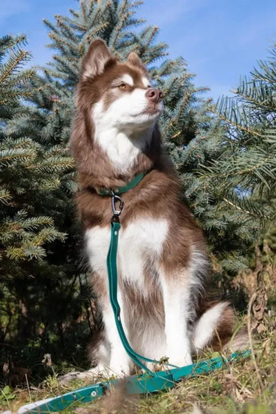 Siberian Spruce Waterproof Dog Leash - Your Pet Connection