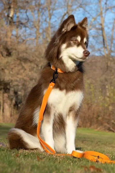 Crimson Glow Waterproof Dog Leash - Your Pet Connection