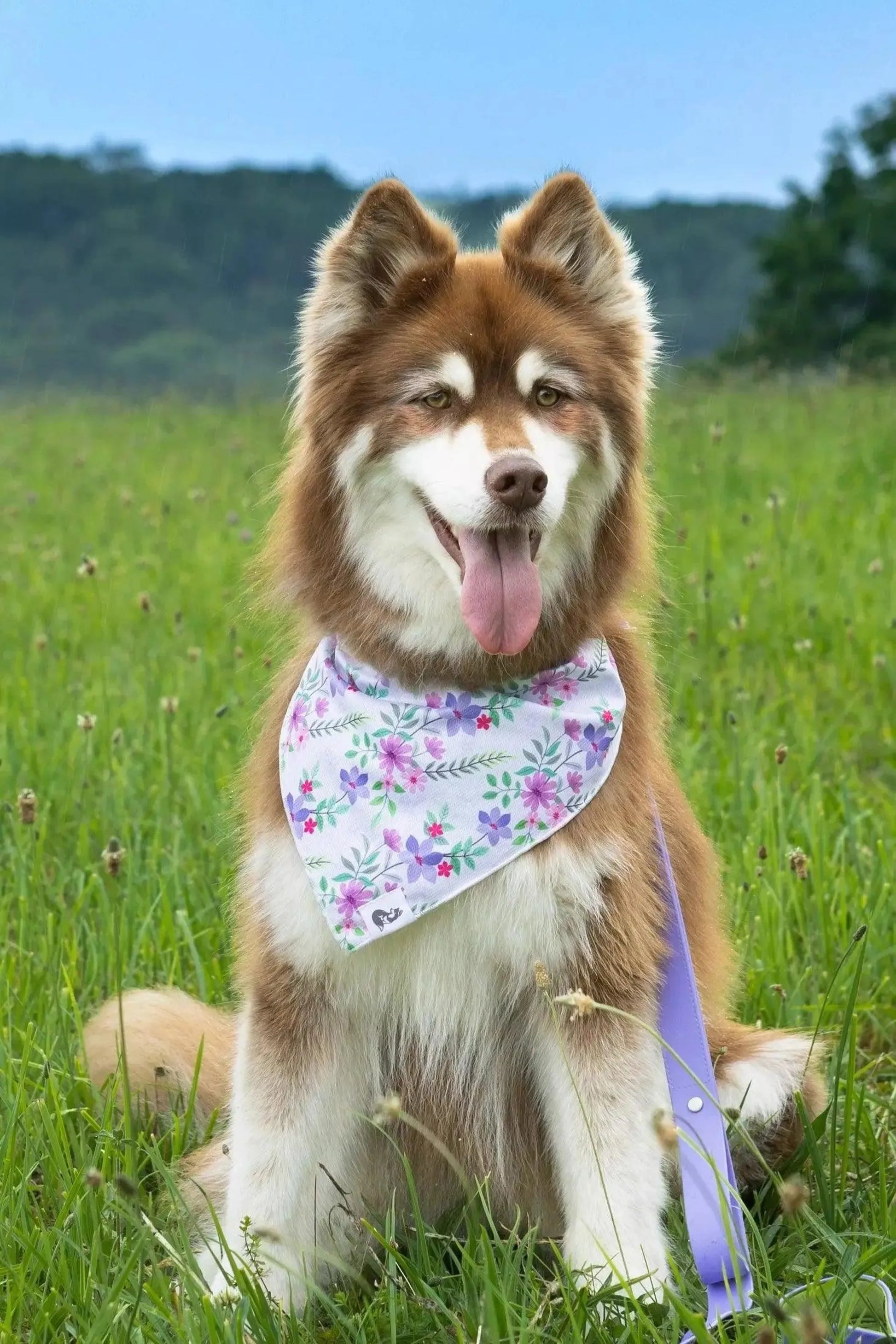 Wildflower Meadow Dog Bandana & Matching Keychain - Your Pet Connection