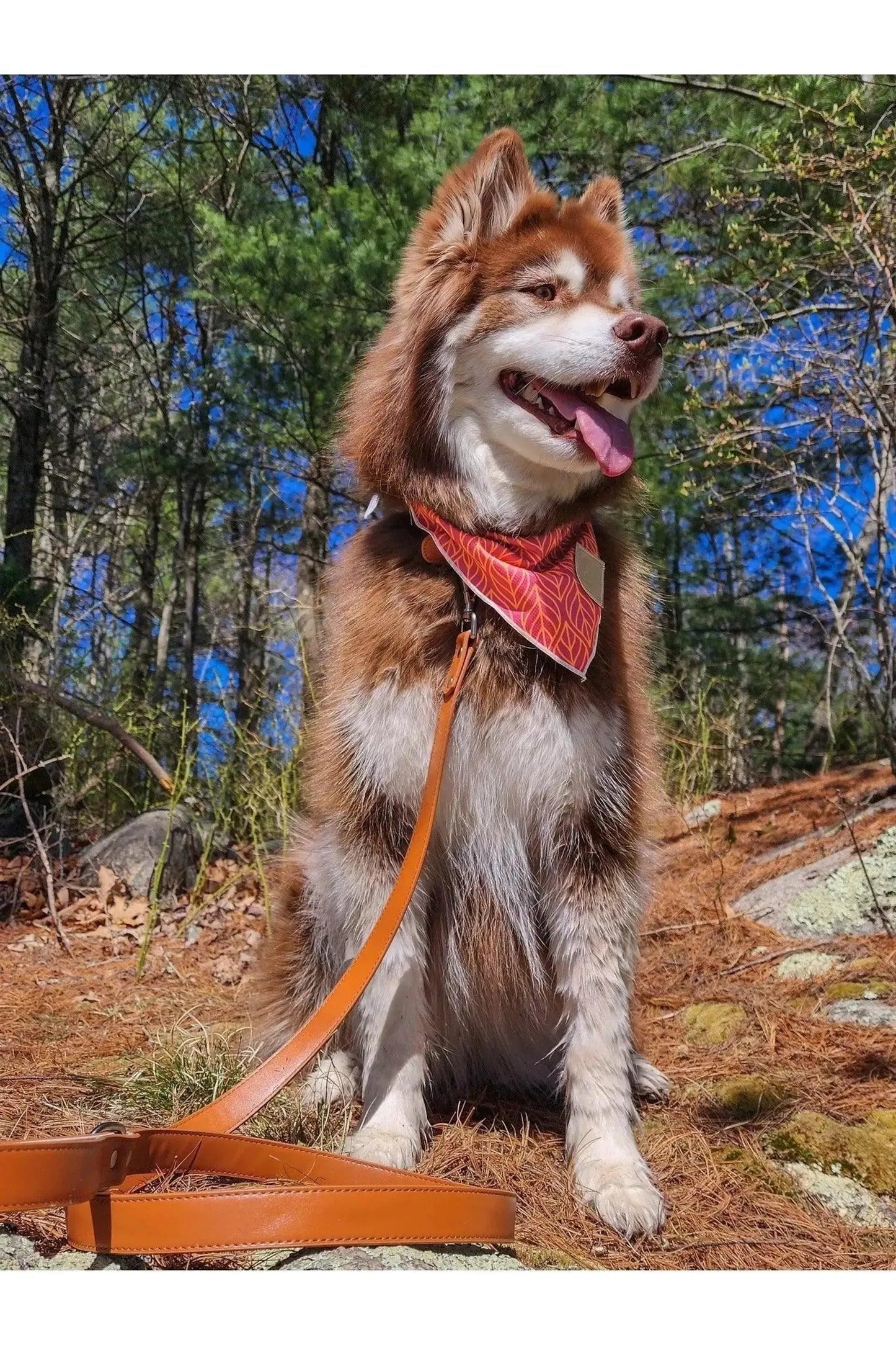 Twilight Trails Bandana & Matching Keychain - Your Pet Connection