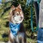 Aria the Fox Siberian Spruce Bandana Duo