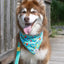 Seaside Sips Dog Bandana & Matching Keychain - Your Pet Connection