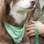 Pine Cone Pup Bandana & Matching Keychain - Your Pet Connection