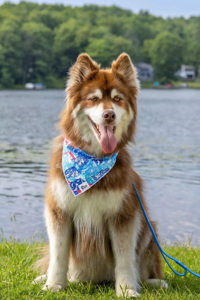 Painted Peaks Dog Bandana & Matching Keychain - Your Pet Connection