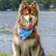 Painted Peaks Dog Bandana & Matching Keychain - Your Pet Connection