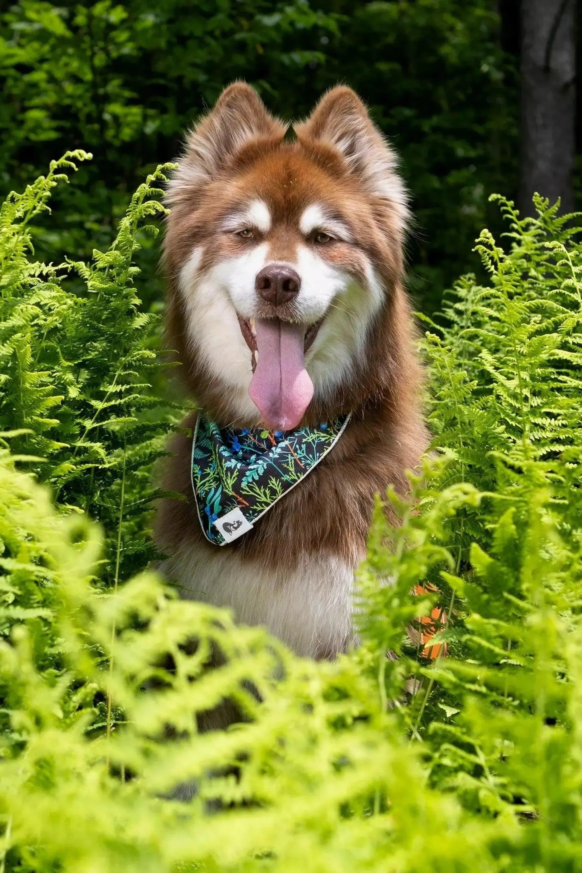 Magical Fern Forest Dog Bandana & Matching Keychain - Your Pet Connection