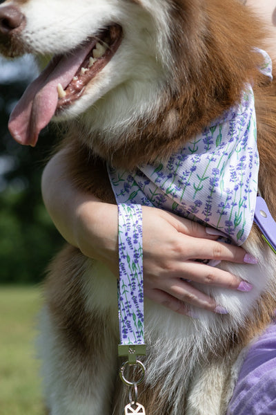 Lavender Blooms Dog Bandana & Matching Keychain - Your Pet Connection