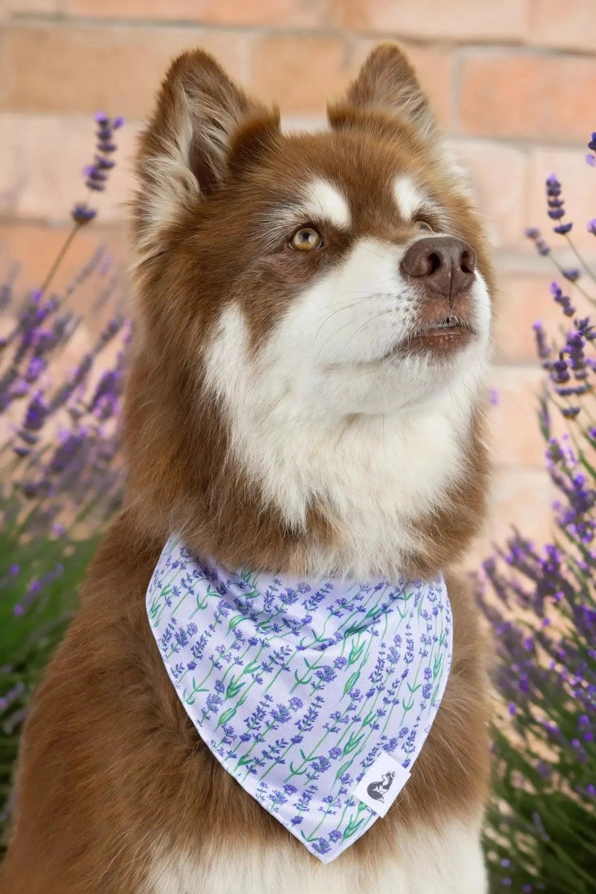 Lavender Blooms Dog Bandana & Matching Keychain - Your Pet Connection