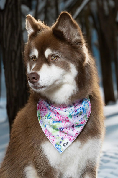 Hydrangea Haven Dog Bandana & Matching Keychain - Your Pet Connection