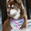 Hydrangea Haven Dog Bandana & Matching Keychain - Your Pet Connection