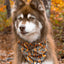 Foxes in Fall Dog Bandana & Matching Keychain - Your Pet Connection