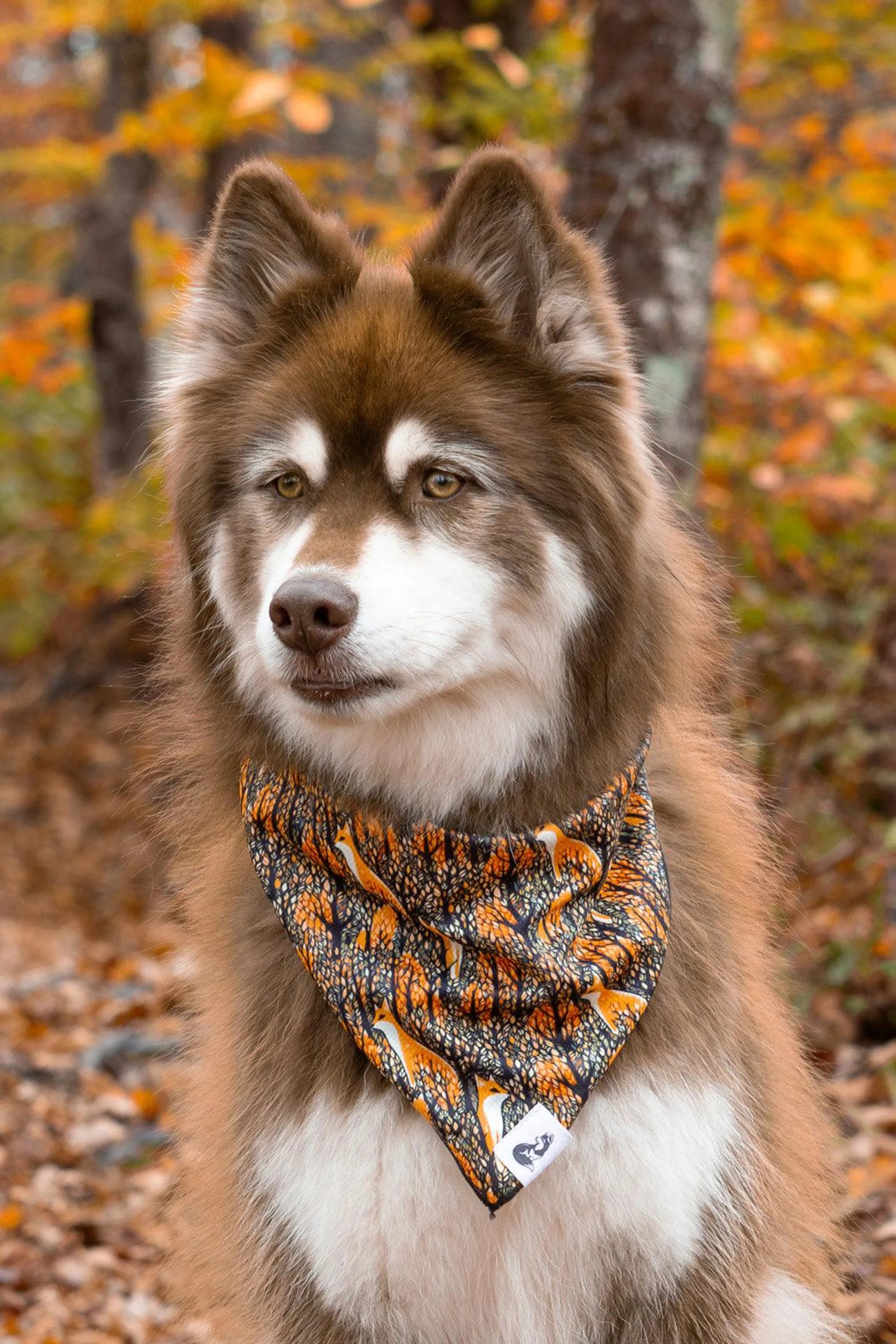 Foxes in Fall Dog Bandana & Matching Keychain - Your Pet Connection