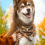 Aria the Fox Foxes in Fall Dog Bandana