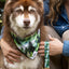 Aria the Fox Evergreen Dog Bandana Set