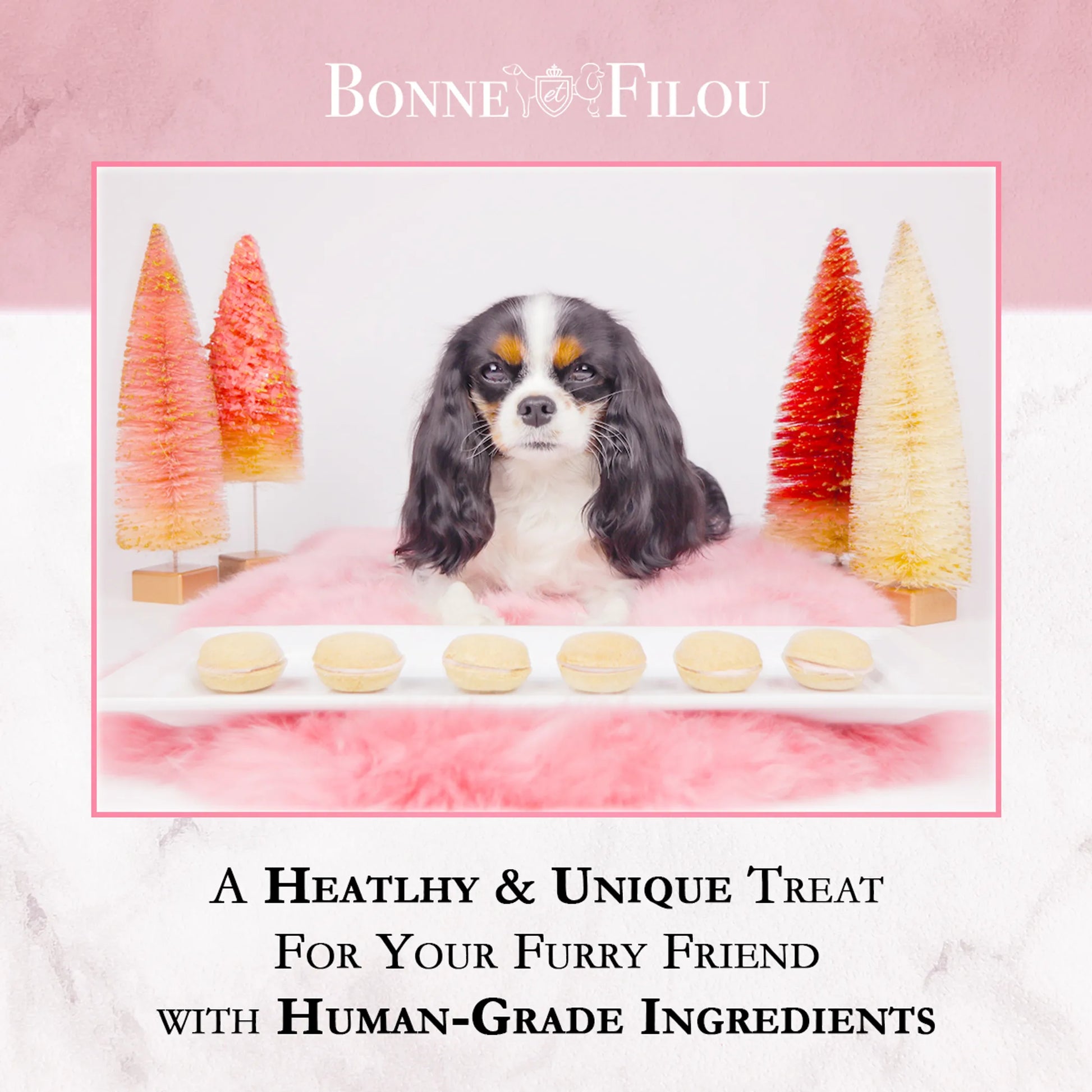 Dog Macarons - Box of 6 (Available in 12 Flavors) - Your Pet Connection