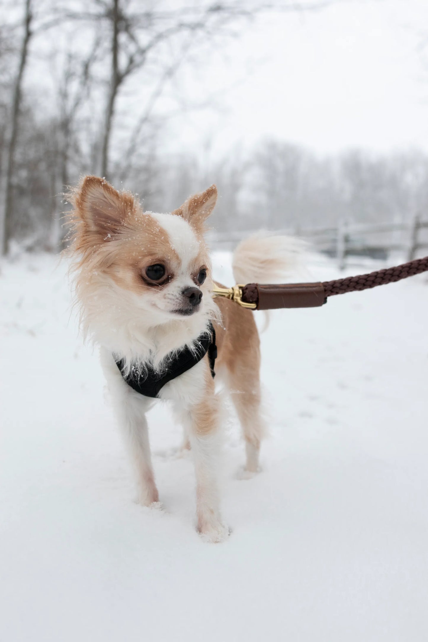 Rope Leash - Your Pet Connection