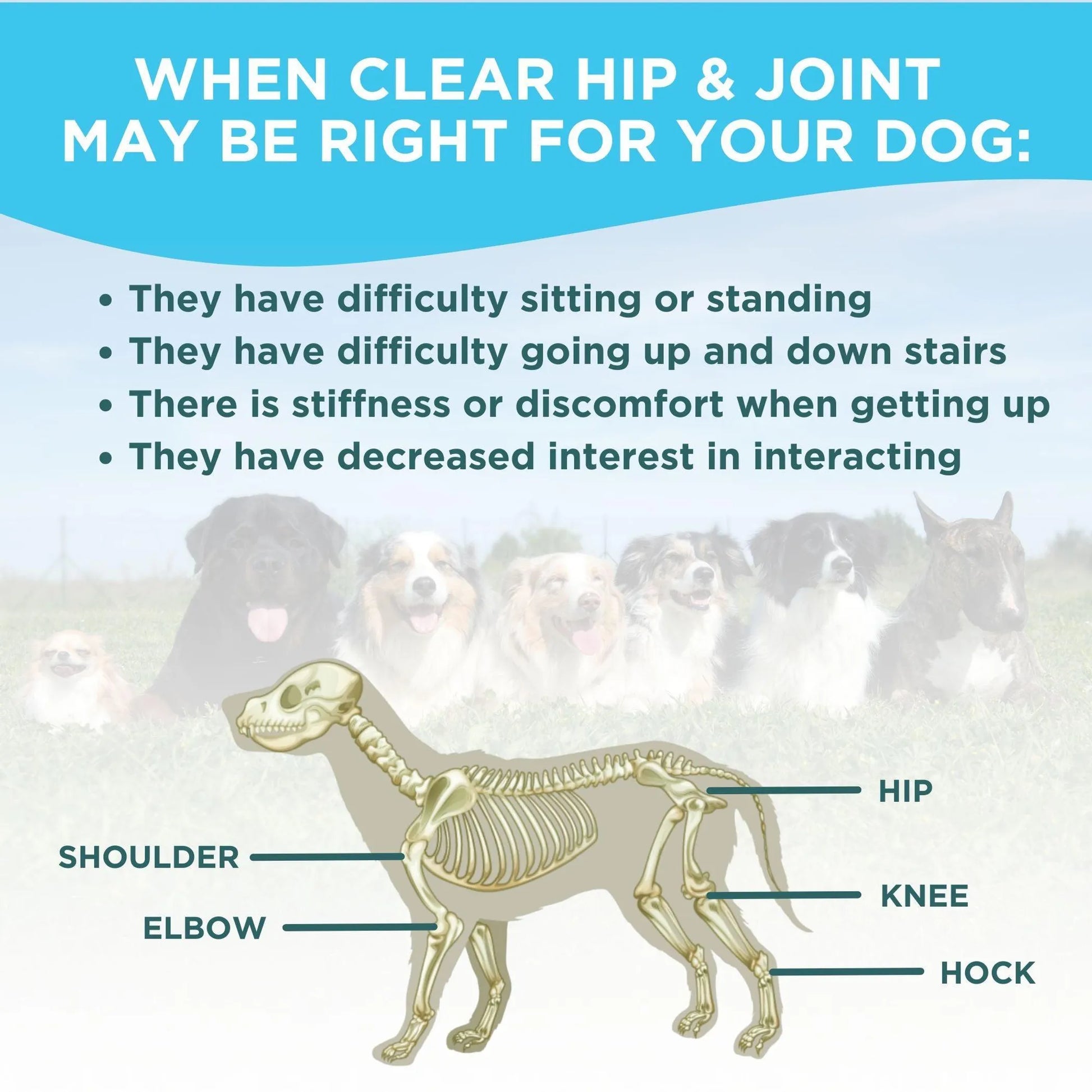 Clear Hip & Joint Health for Dogs - Your Pet Connection