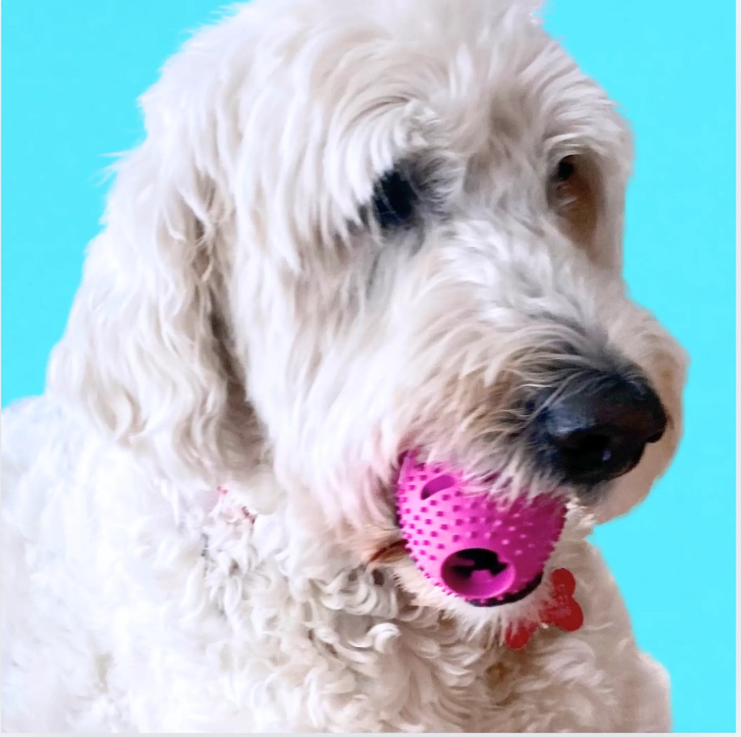 Chewmate Treatbrush Football Dental Toy Medium