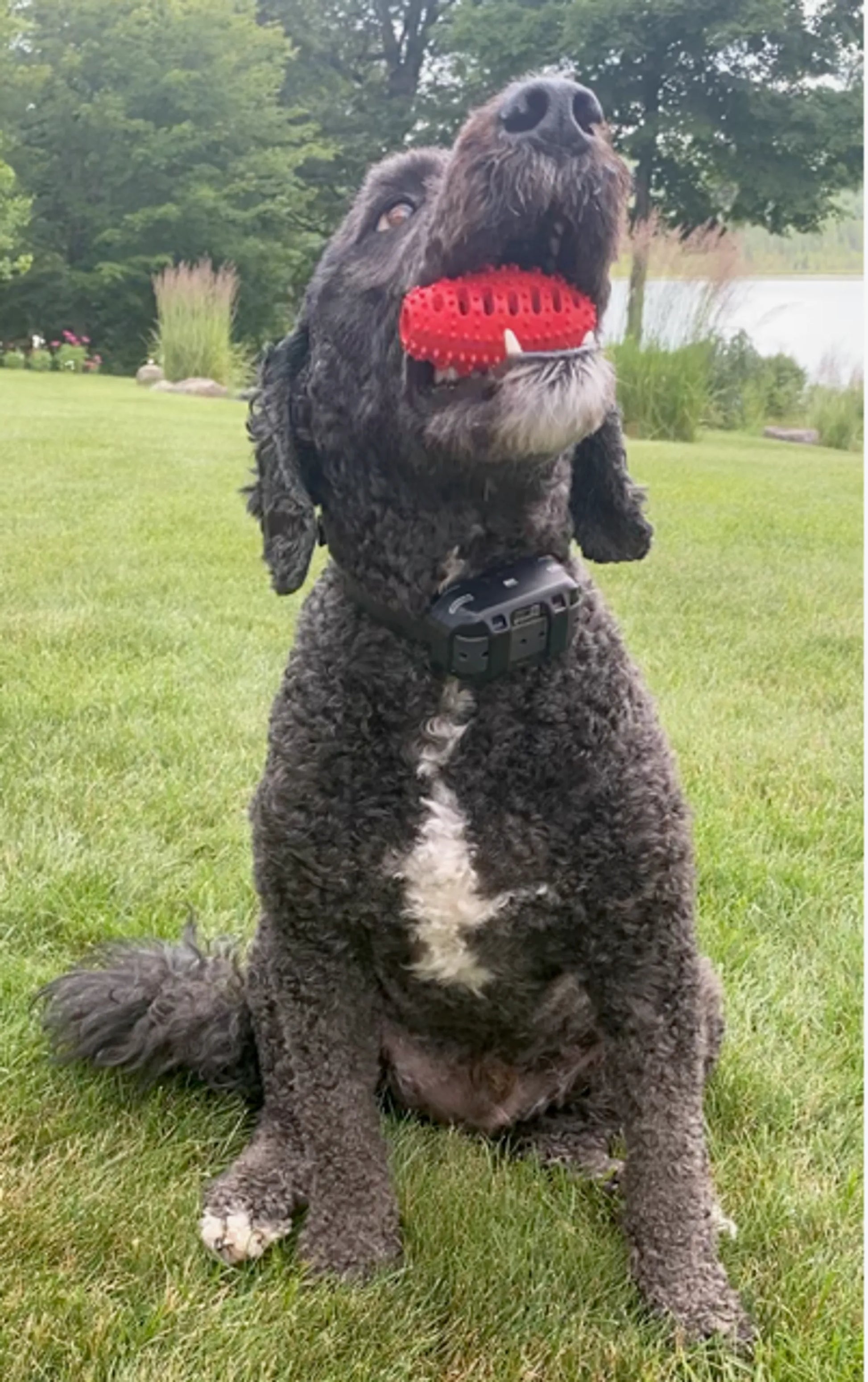 Natural Rubber Football Oral Care Toy - Your Pet Connection