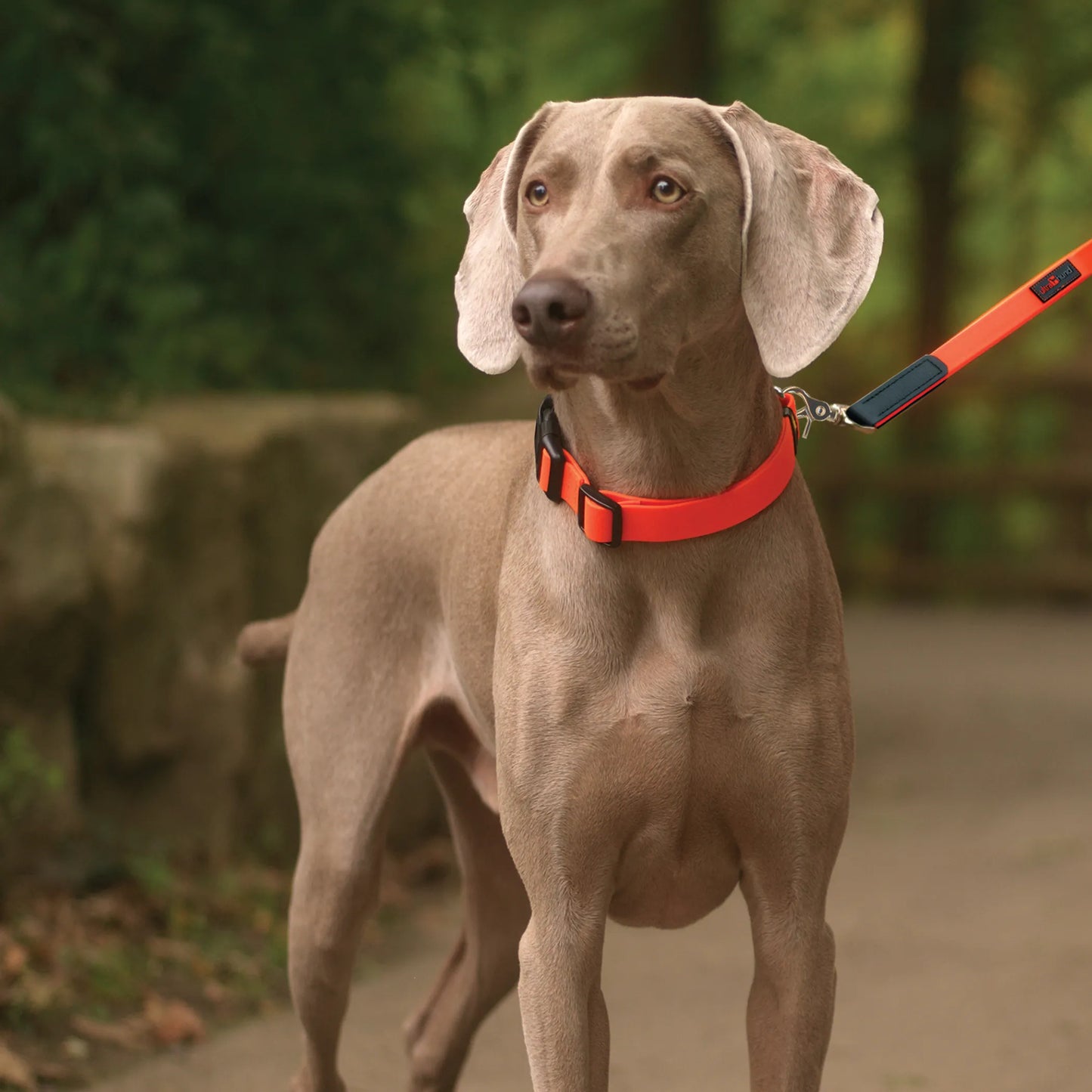 Boss Regular Leash - Your Pet Connection