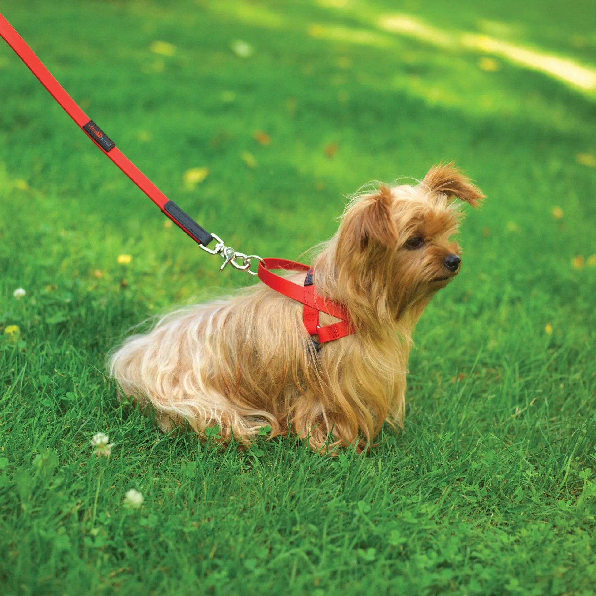 Boss Regular Leash - Your Pet Connection