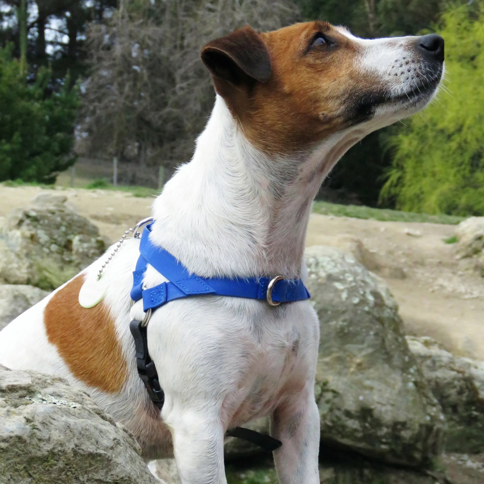 Freedom Harness - Your Pet Connection
