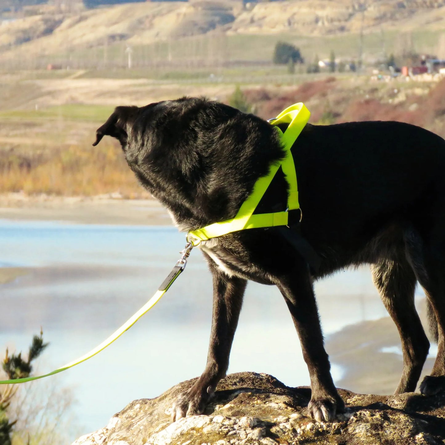 Freedom Harness - Your Pet Connection