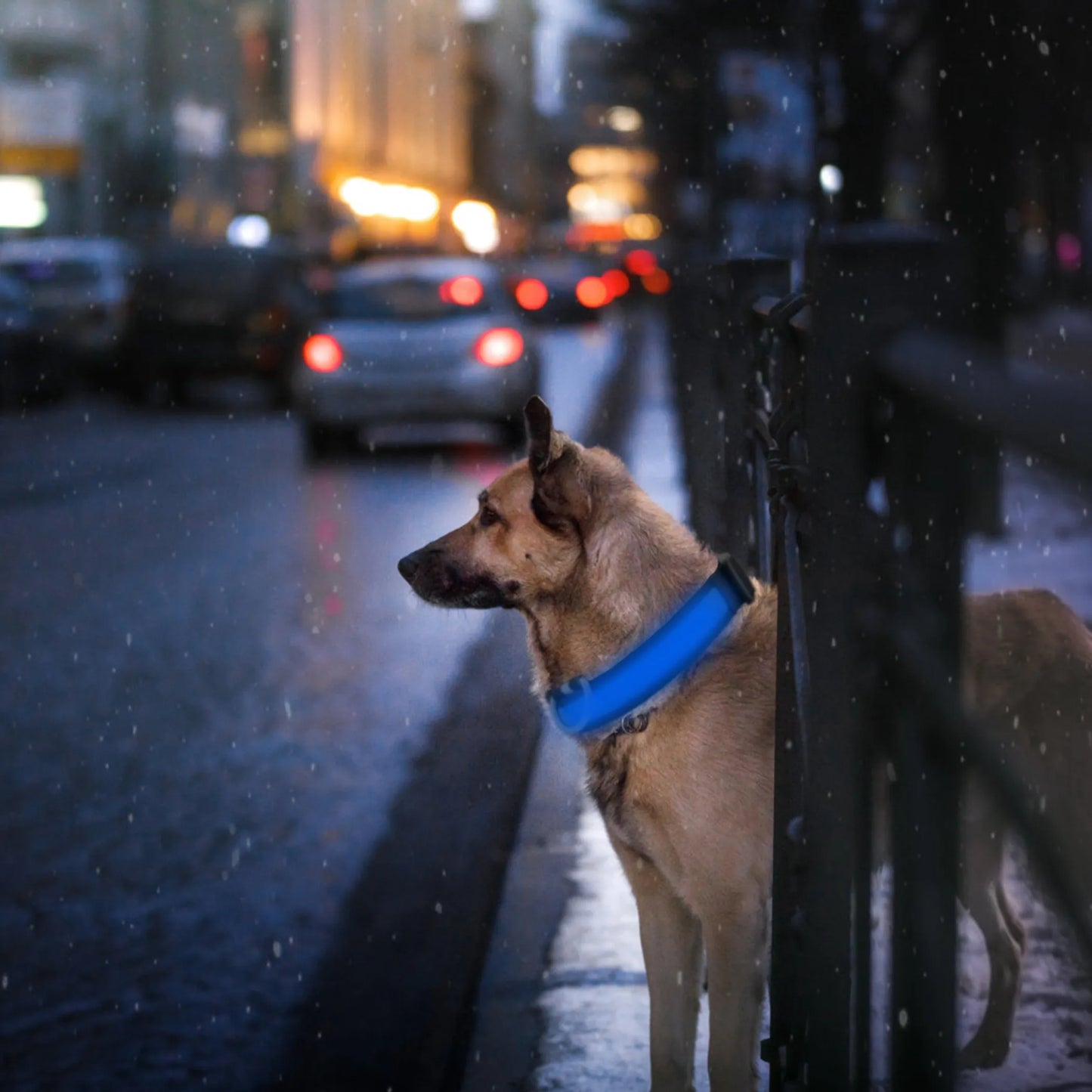 Linx Group Adjustable LED Dog Collar