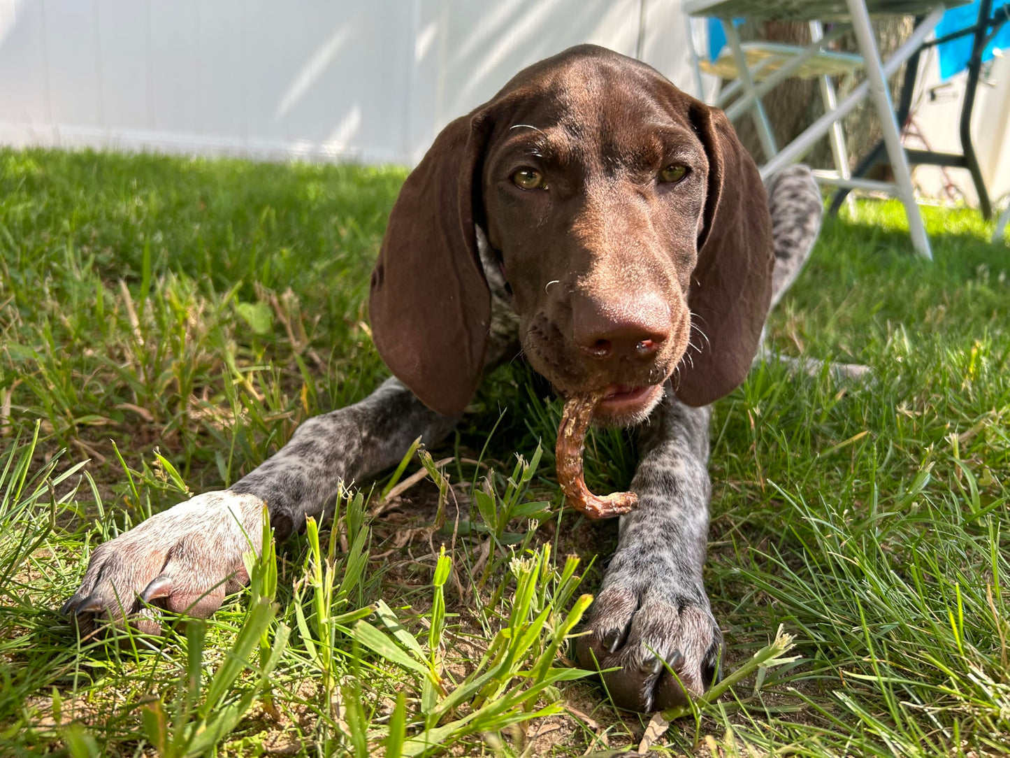 Organically Fed Quail Crunch Sticks and Legs - Healthy and Delicious Treat for Pets - Your Pet Connection