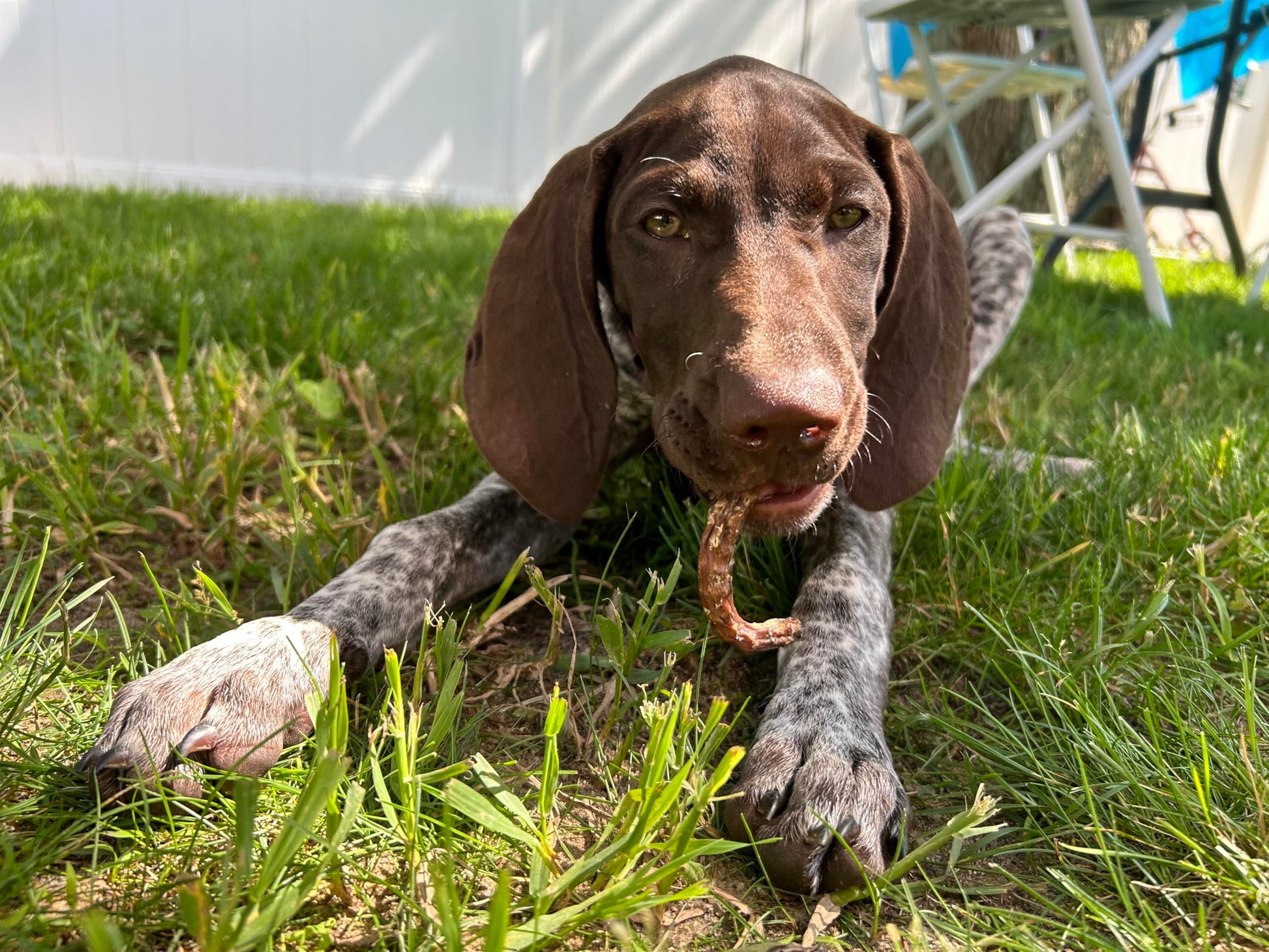 Organically Fed Quail Crunch Sticks and Legs - Healthy and Delicious Treat for Pets - Your Pet Connection
