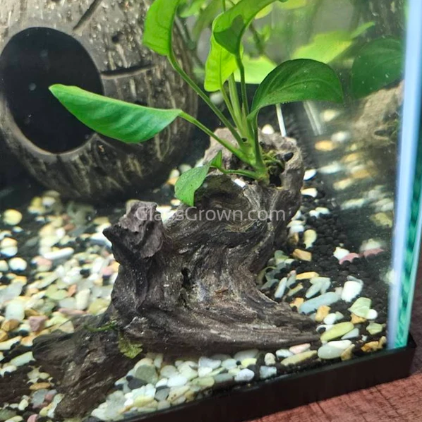 Mopane Congo Driftwood Small (6-10") - Your Pet Connection
