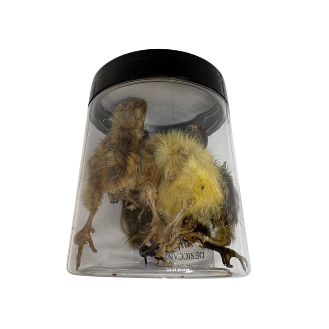 Whole Quail Chick for Carnivore Pets - Natural Prey Feeding - Quality Protein Source Medium Size Chicks 5 Count - Your Pet Connection