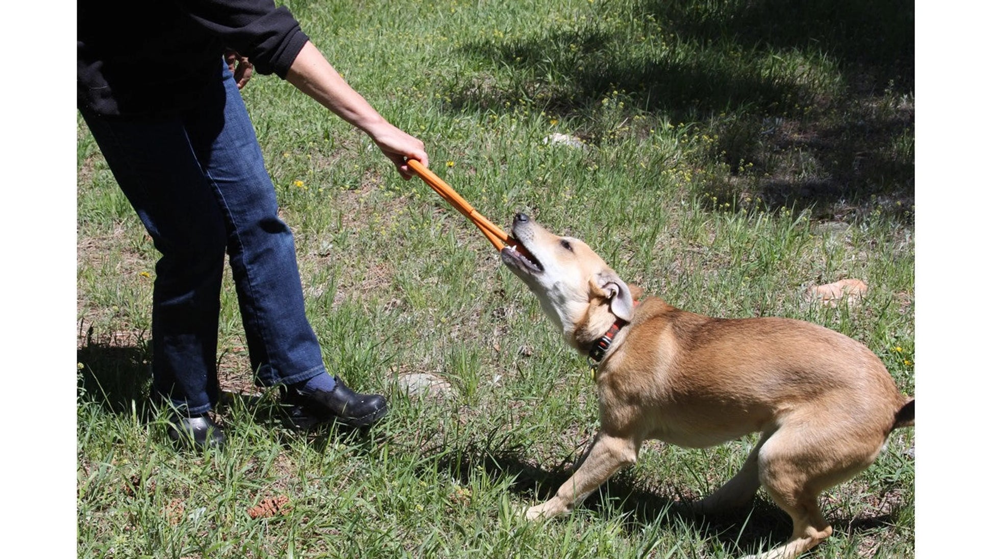 SP Pop Top Rubber Tug Toy for Interactive Play - Your Pet Connection