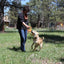 SP Pop Top Rubber Tug Toy for Interactive Play - Your Pet Connection