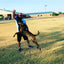 USA-K9 Cherry Bomb Durable Rubber Chew Toy, Treat Dispenser, Reward Toy, Tug Toy, and Retrieving Toy - Your Pet Connection