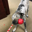 USA-K9 Cherry Bomb Durable Rubber Chew Toy, Treat Dispenser, Reward Toy, Tug Toy, and Retrieving Toy - Your Pet Connection