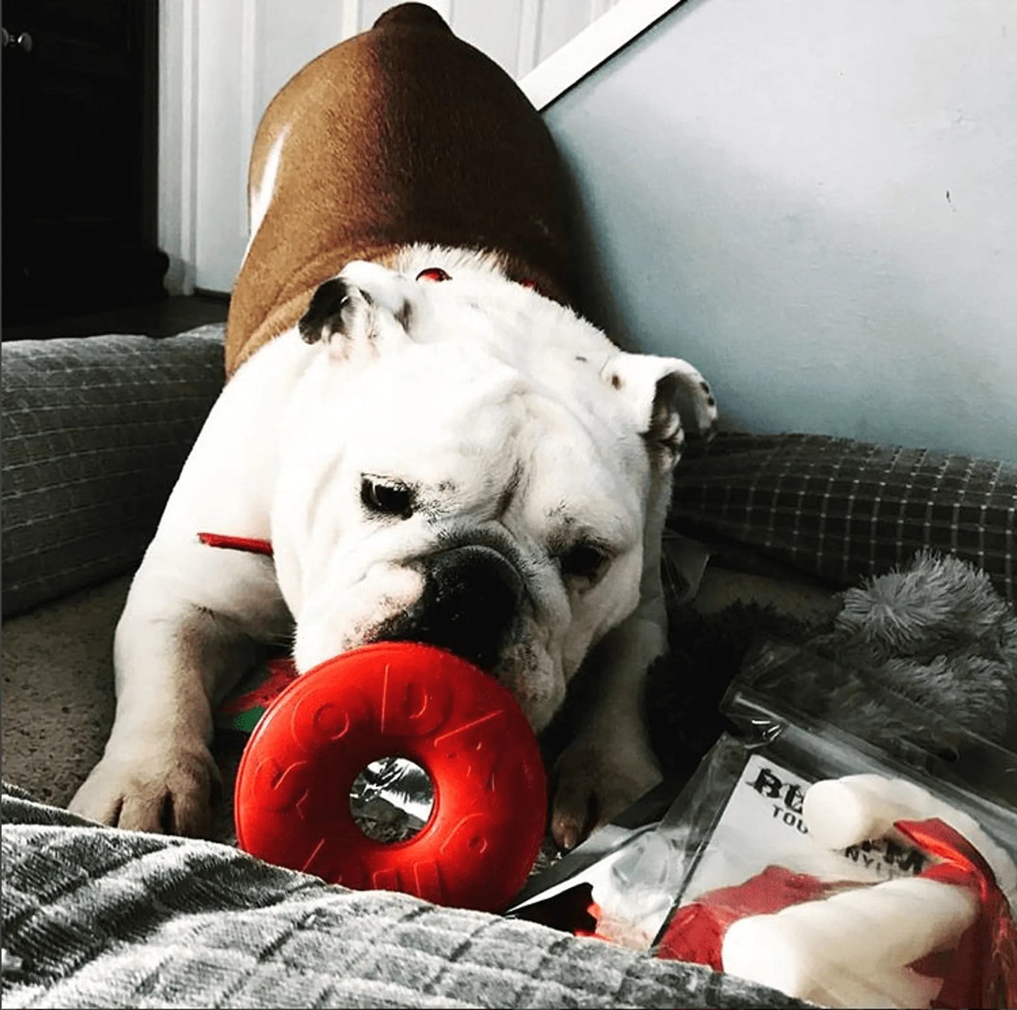 SP Life Ring Durable Rubber Chew Toy & Treat Dispenser - Your Pet Connection