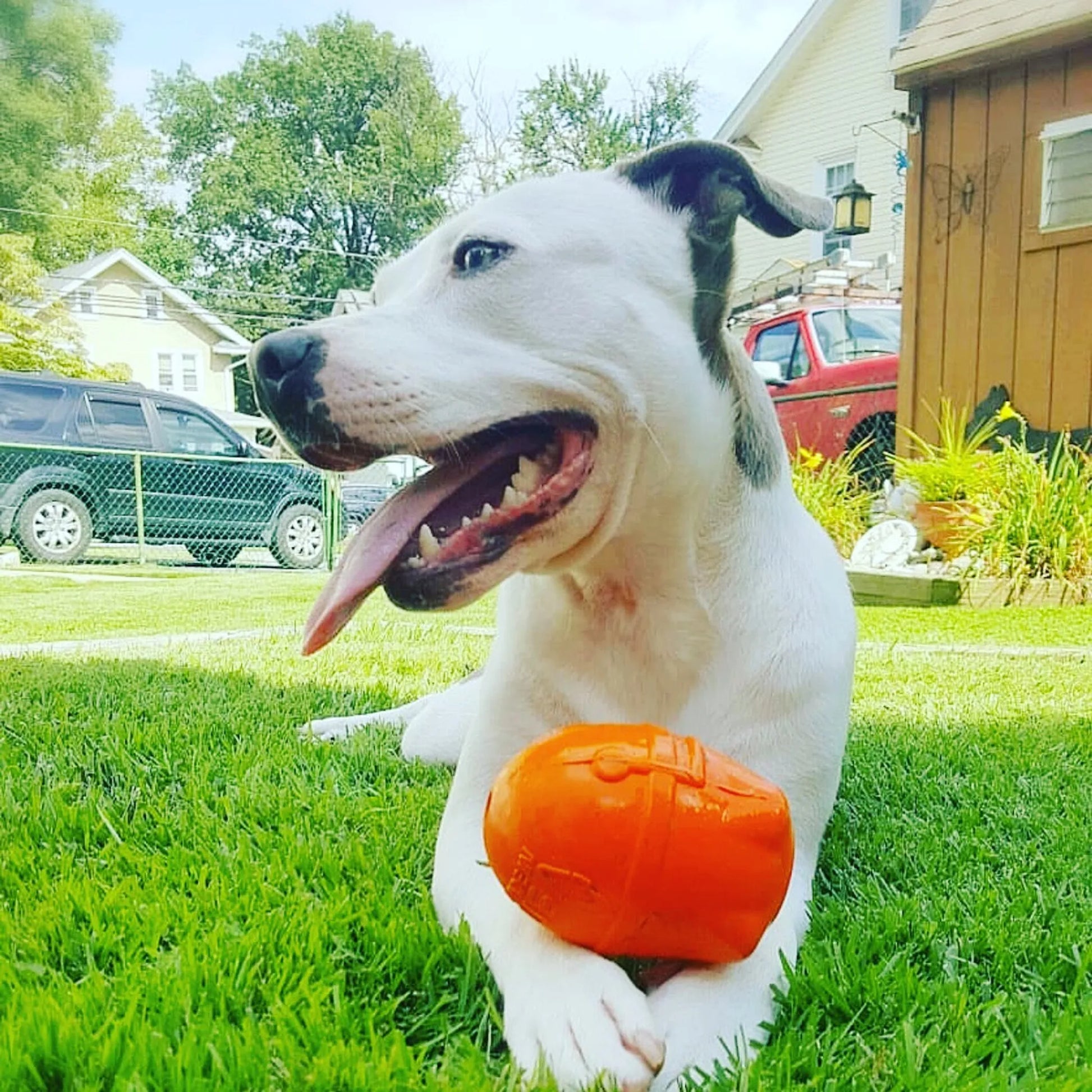 SN Rocketman Durable Rubber Treat Dispenser & Chew Toy - Your Pet Connection