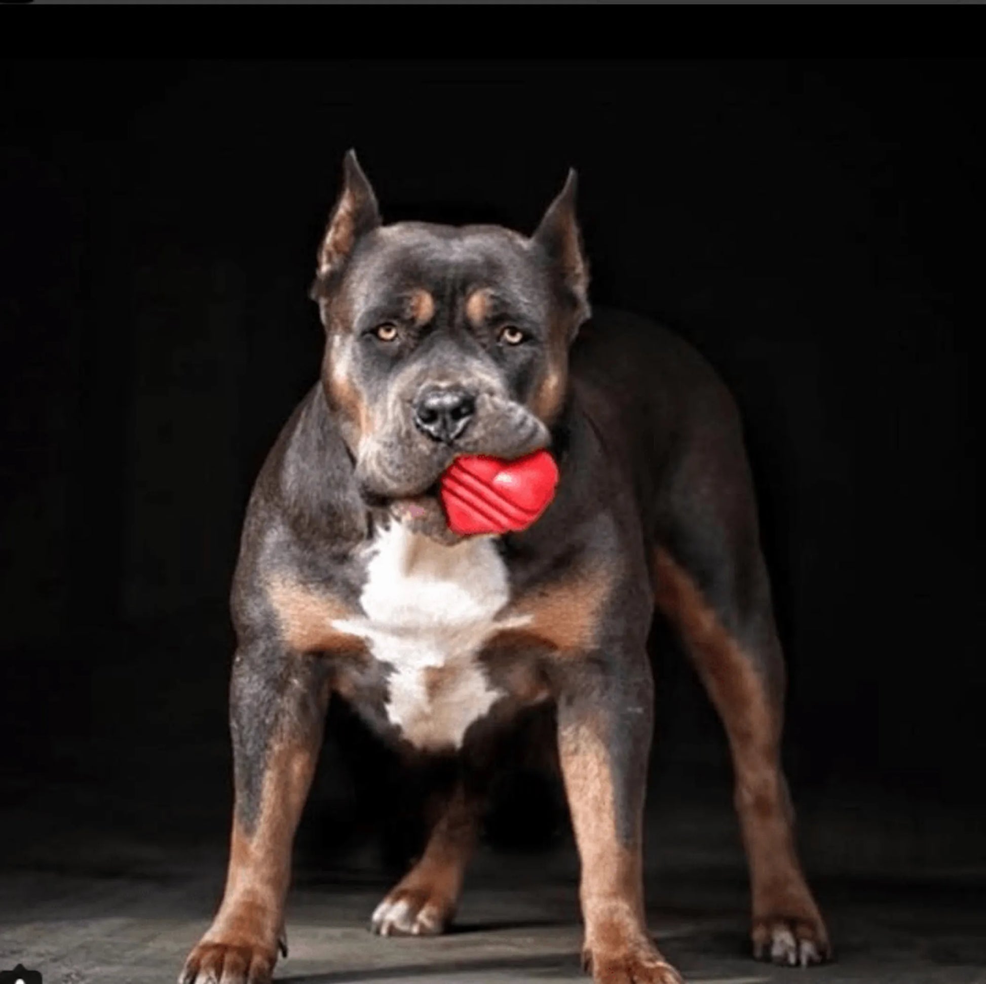 MKB Heart on a String Ultra-Durable Durable Rubber Chew Toy, Reward Toy, Tug Toy, and Retrieving Toy - Your Pet Connection