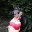 Cupcake Durable Rubber Chew Toy & Treat Dispenser - Your Pet Connection