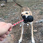USA-K9 Skull Durable Rubber Chew Toy, Treat Dispenser, Reward Toy, Tug Toy, and Retrieving Toy - Your Pet Connection